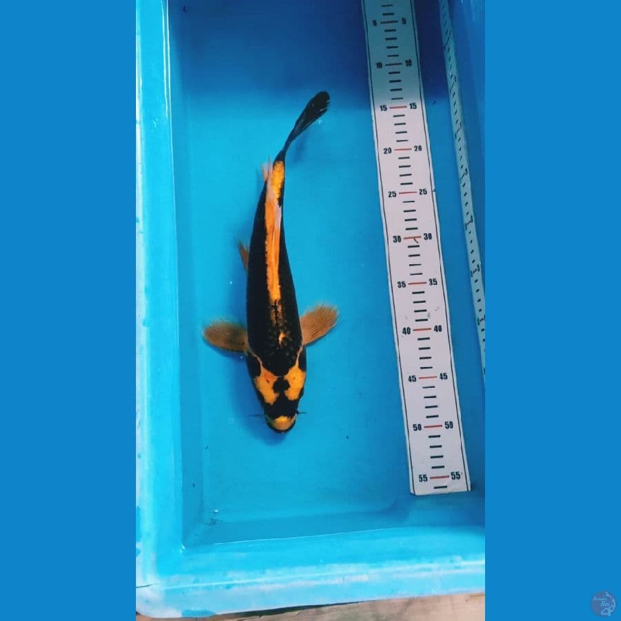 Kumpay Kabuto