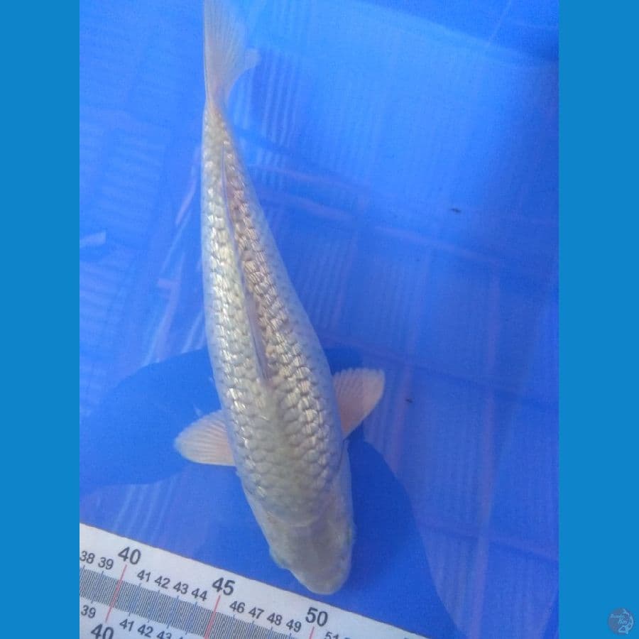 Soragoi. 30cm