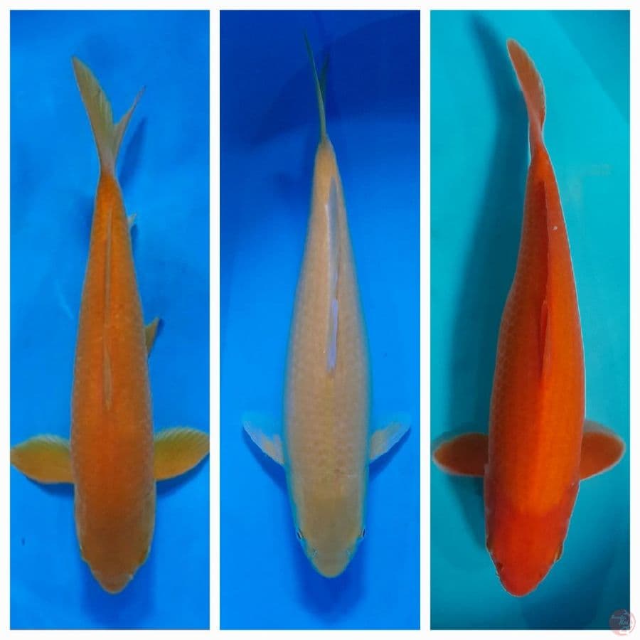 3 eko karasi 35-42 cm