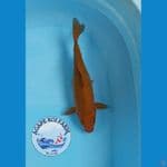 cagoi tembaga 30 cm