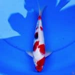 29cm POLAKDOT BAGUS