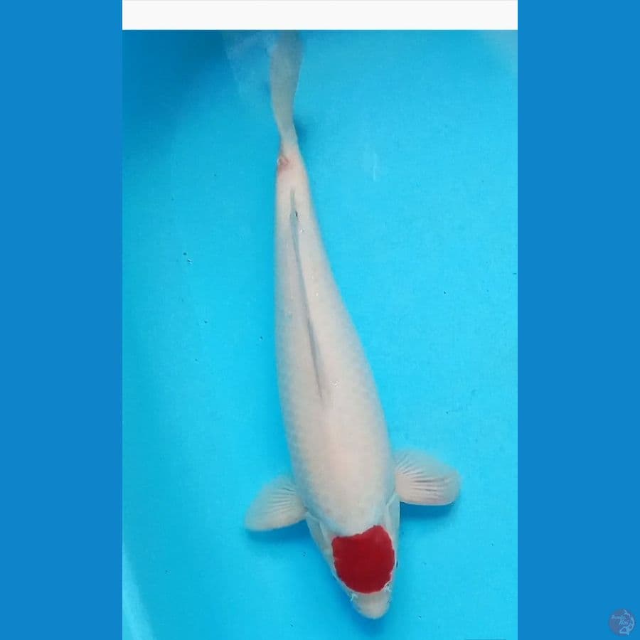 tancho kohaku