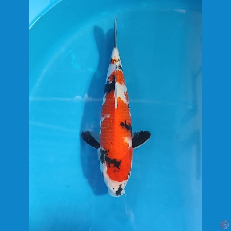 sowa M30cm