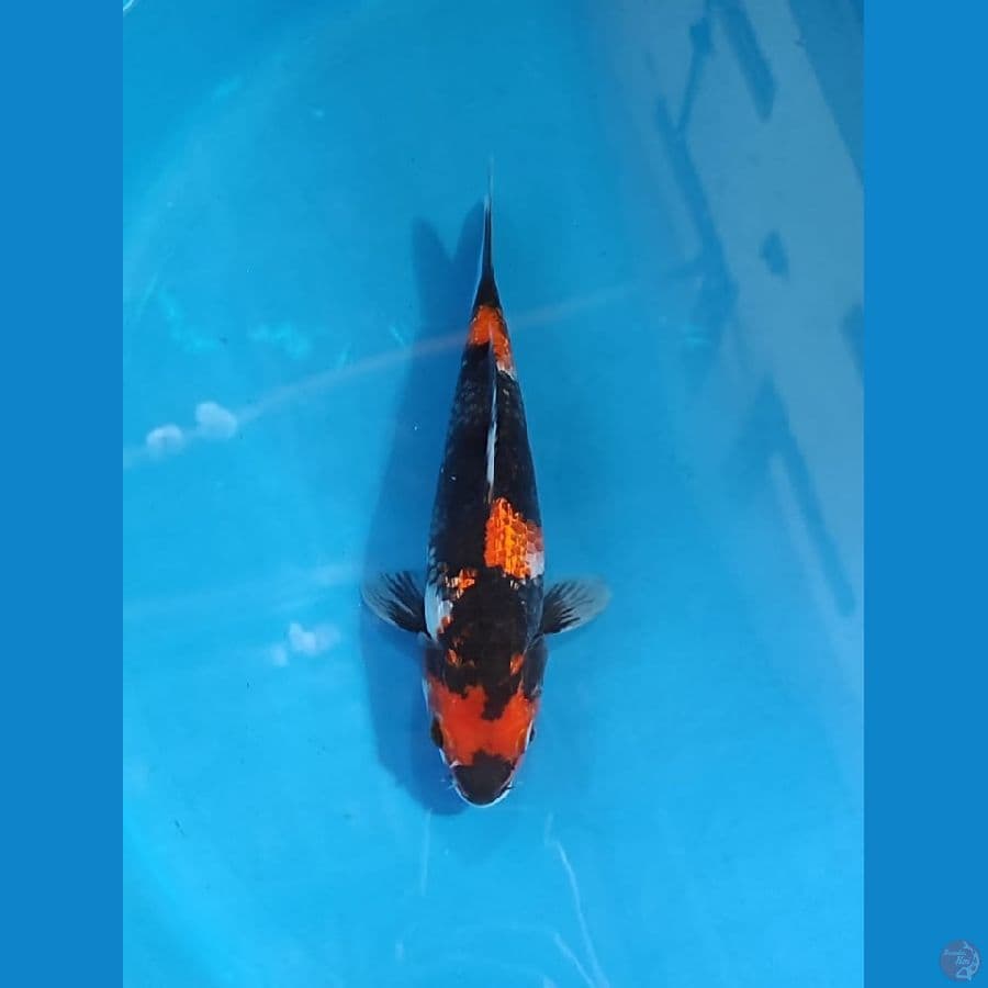 sowa 25cm male