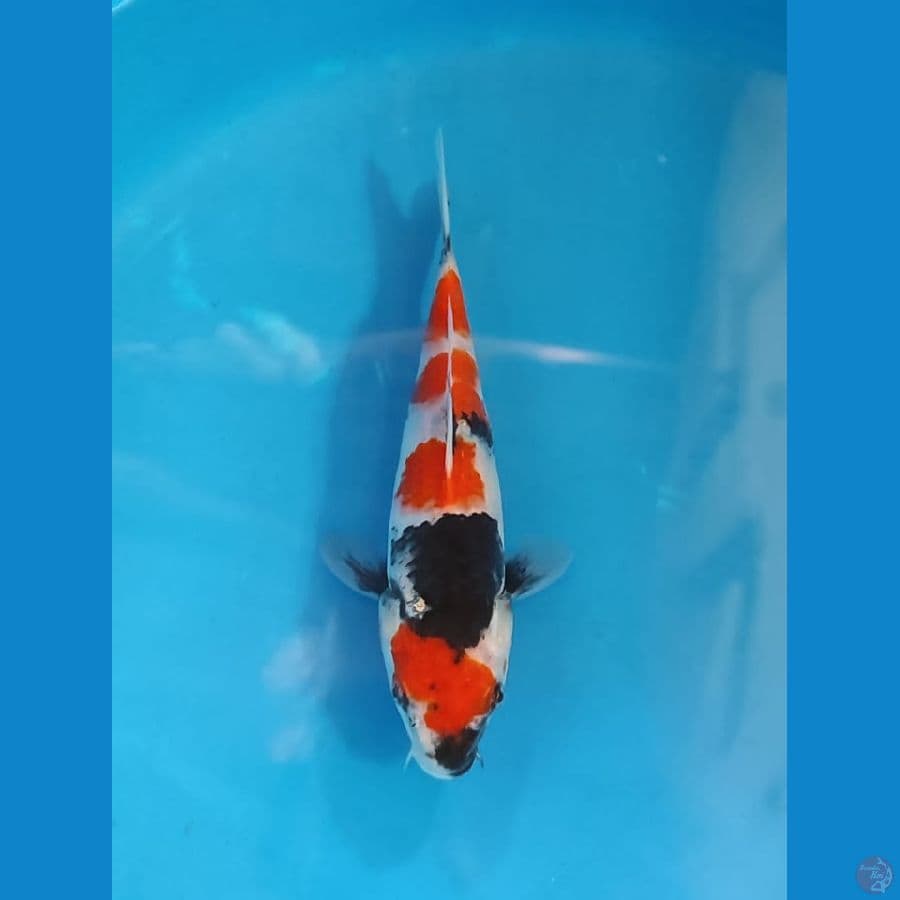 sowa 24cm