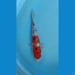 sanke 27 cm