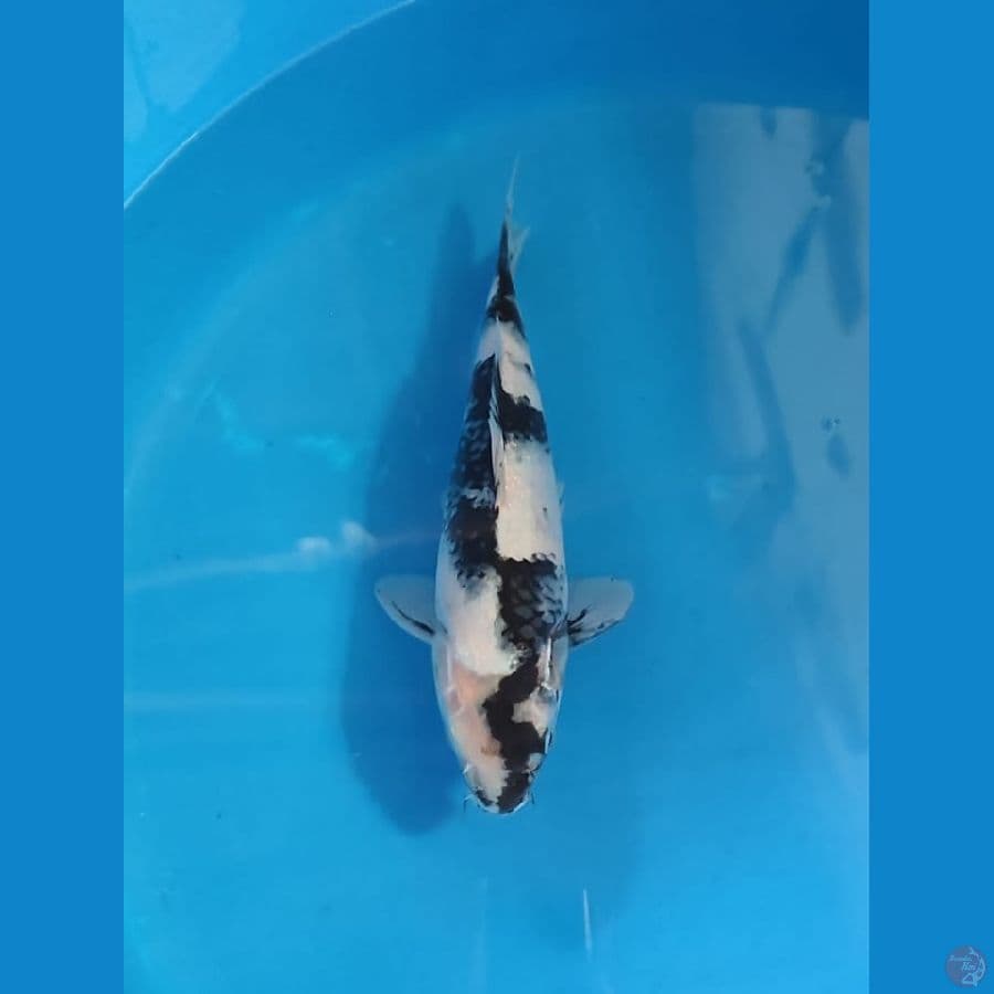 shiro 30cm