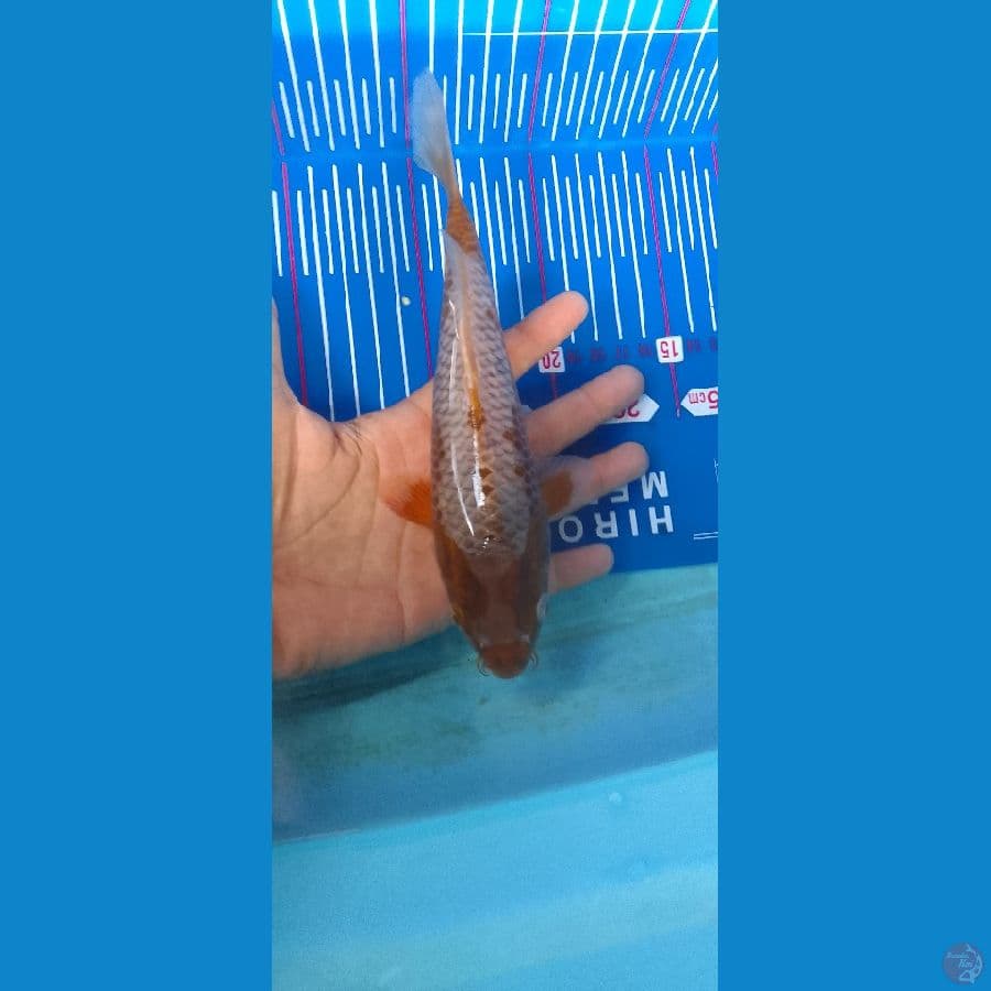 sabikoyo 22cm RARE
