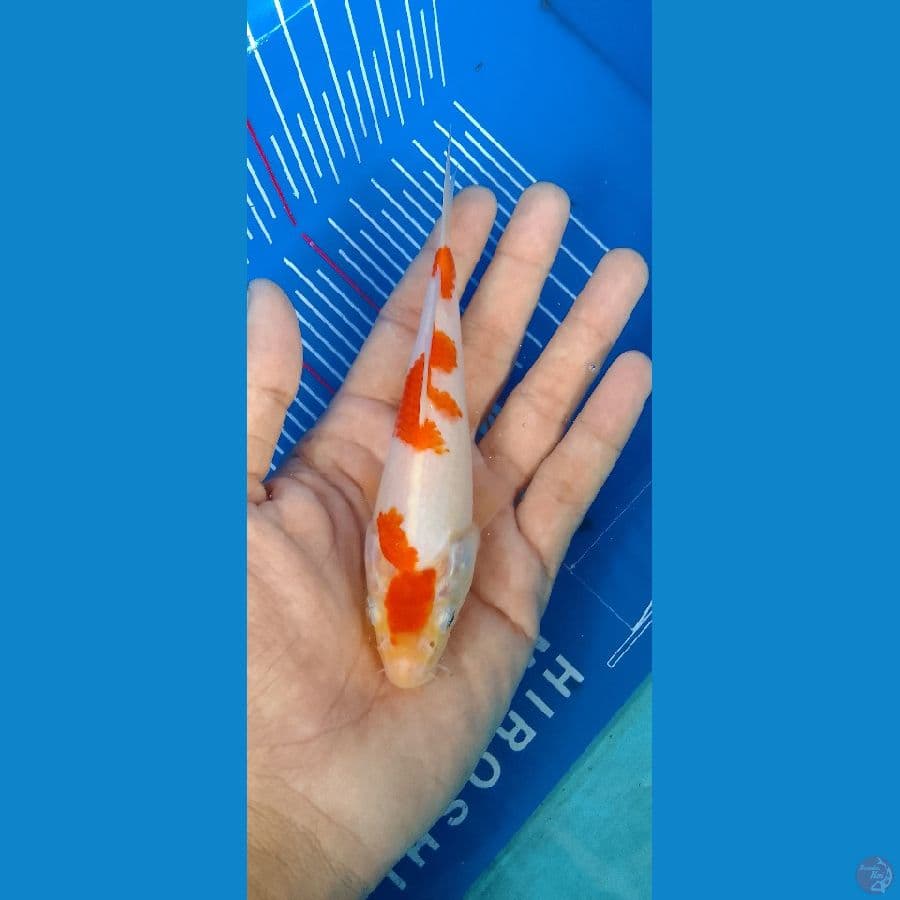 kohaku sakura 15cm