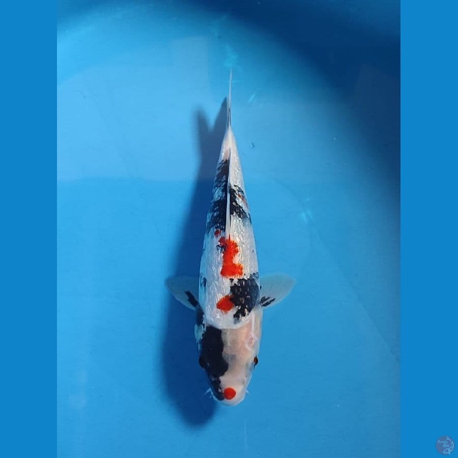sowa ginrin 26cm