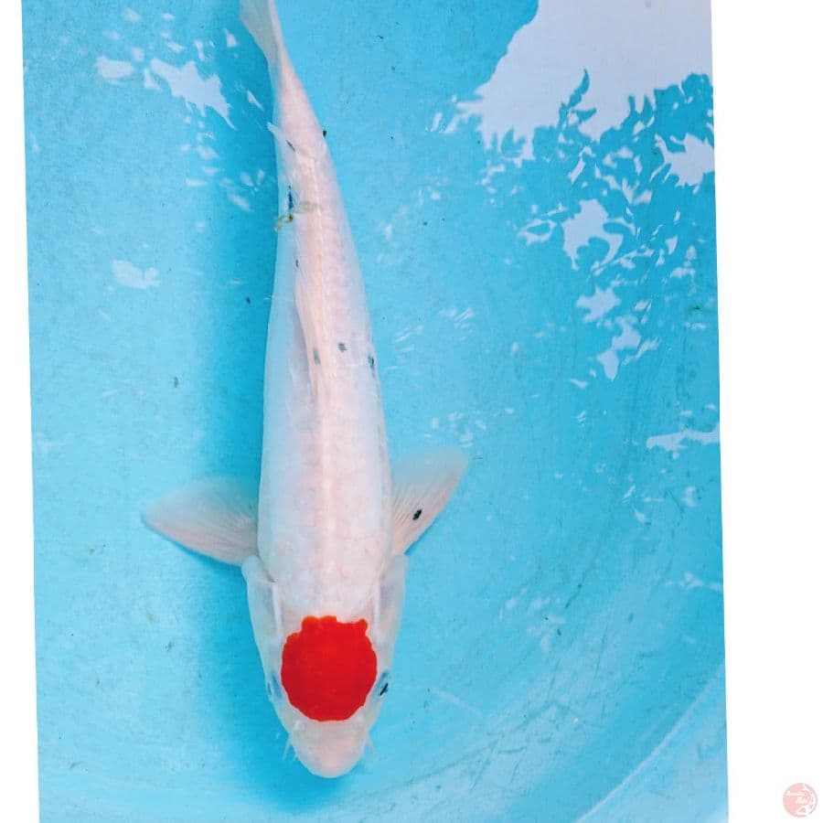 TANCHO SANKE ORI 36 CM
