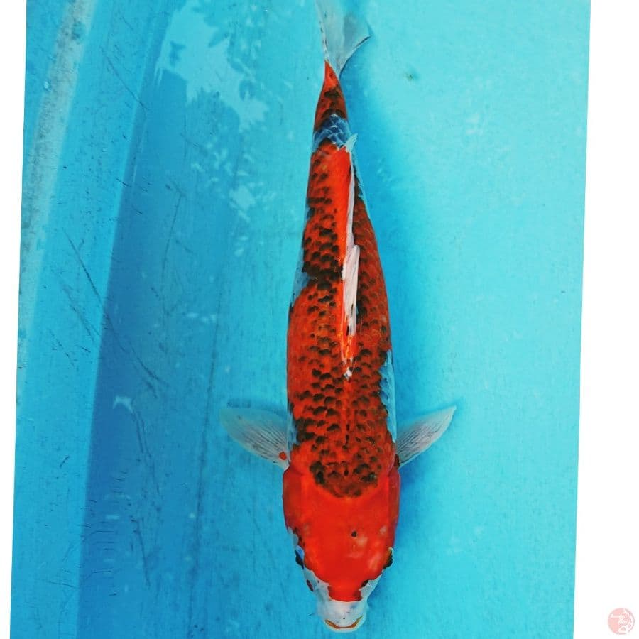 GHOSIKI 39 CM