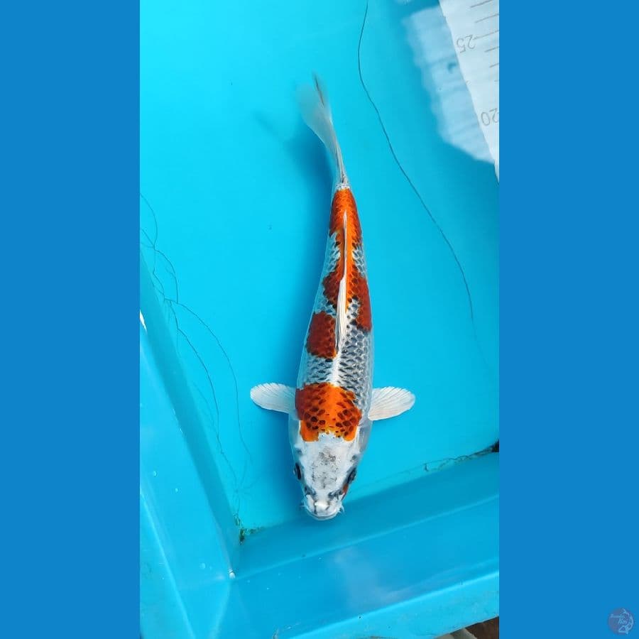 kujaku step 3 female 28 cm