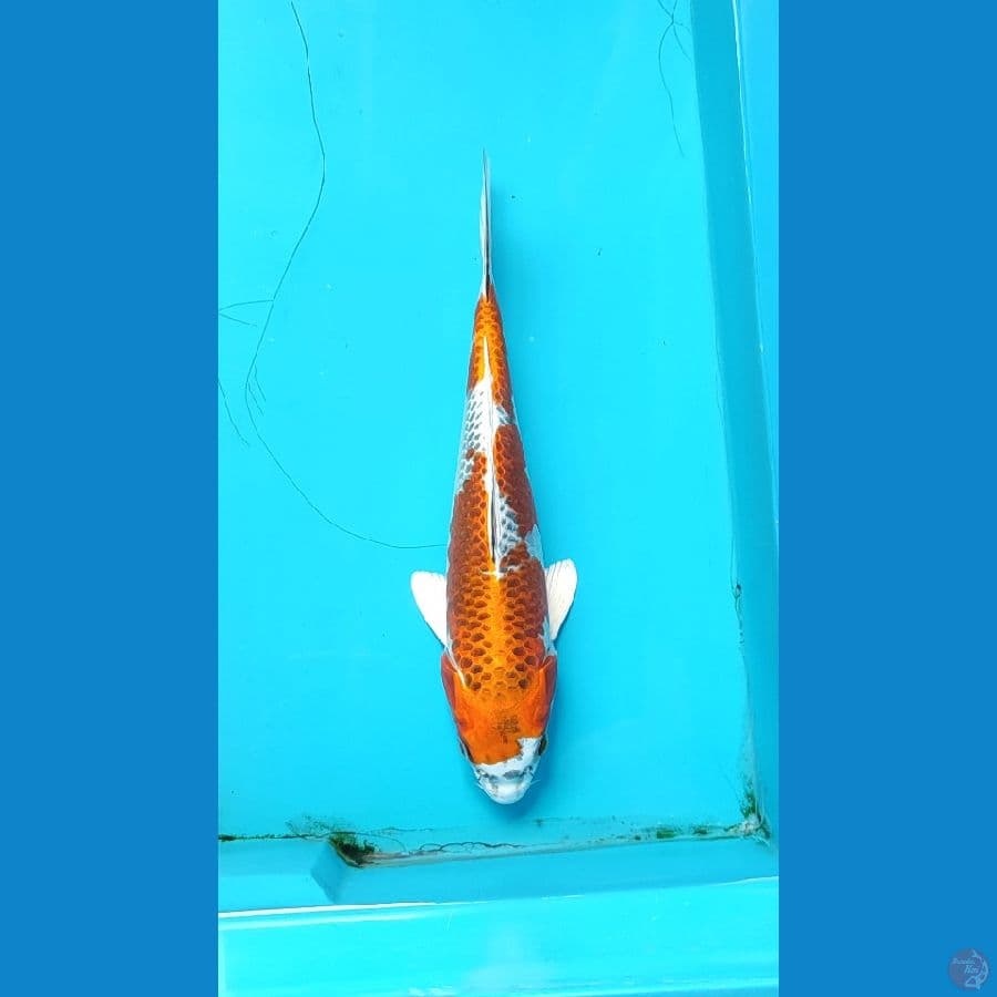 kujaku female 28 cm