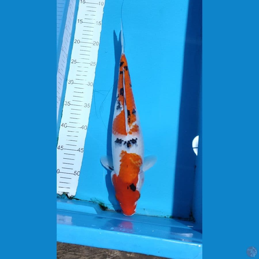 Sanke female 40 cm
