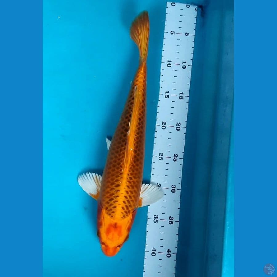MATSUBA MOTOAKA 36CM MALE