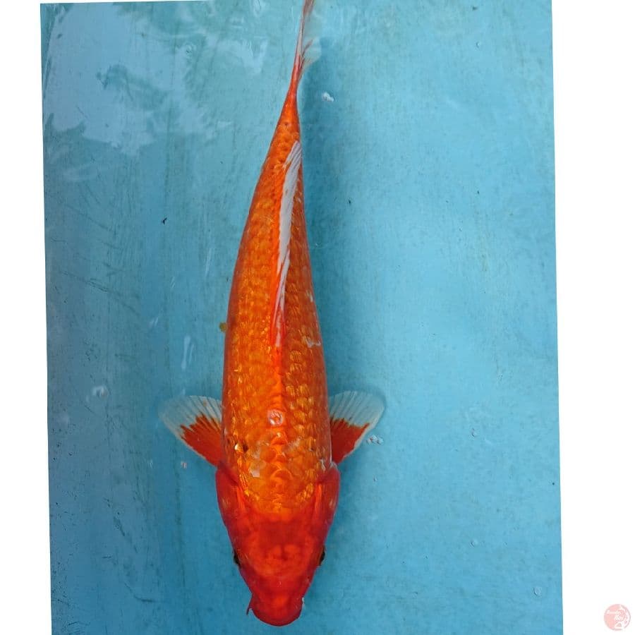GINRIN 39 CM