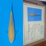 karasi otsuka koi farm calon jumbo 14 cm 