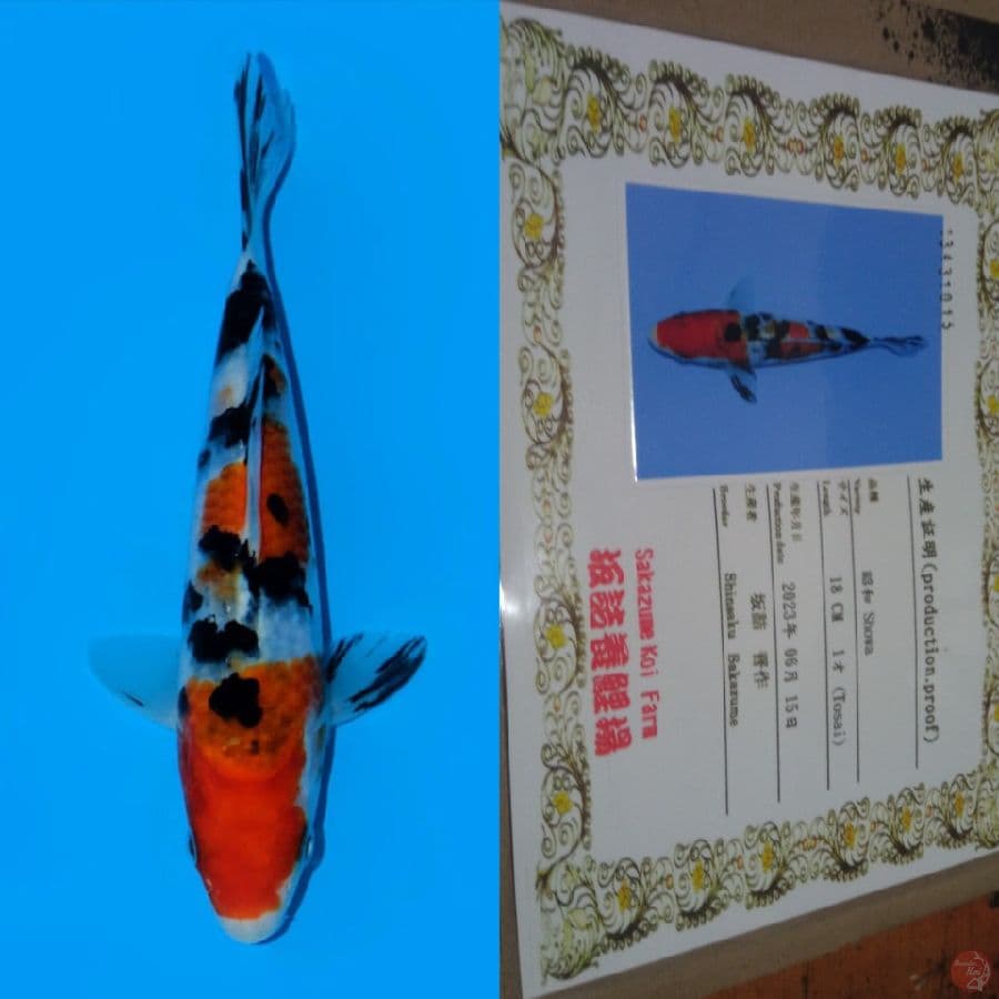 sanke HQ import 18 cm 