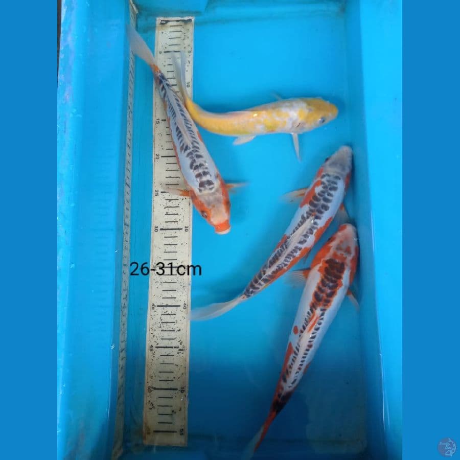shusui 26-31cm
