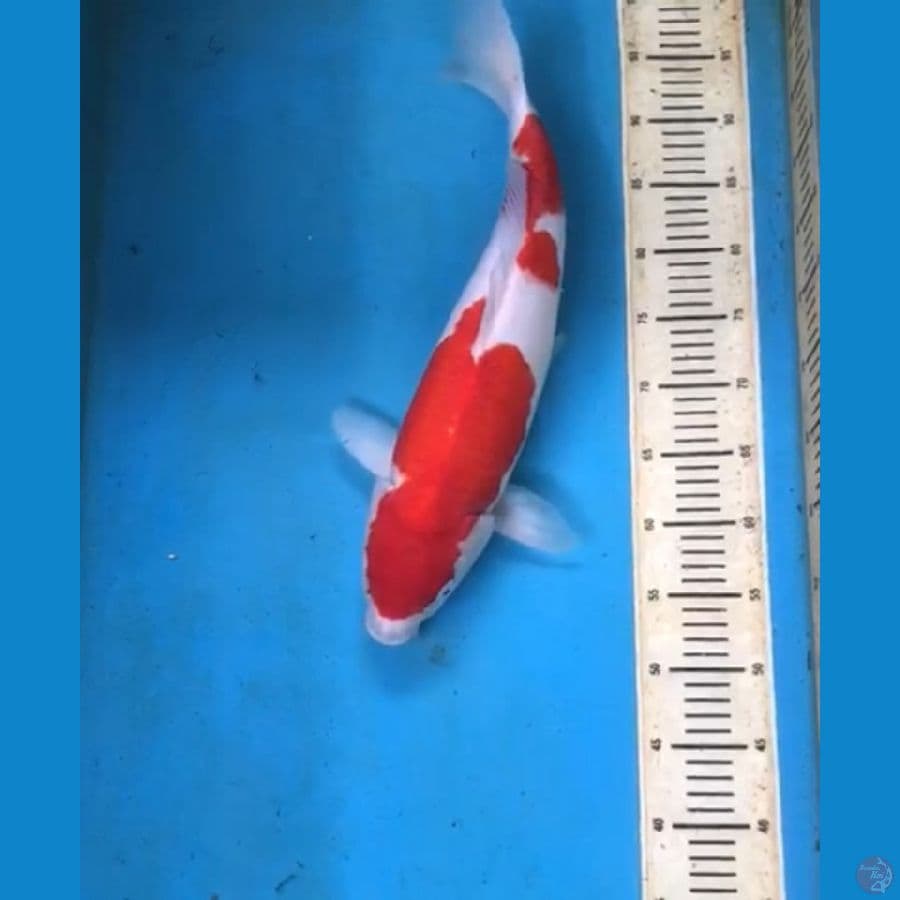KOHAKU 50CM GOOD SKIN