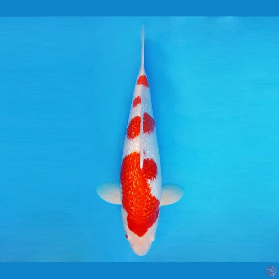 MUSASHI 6 ~ Kohaku Gin Rin 36 cm/male ™