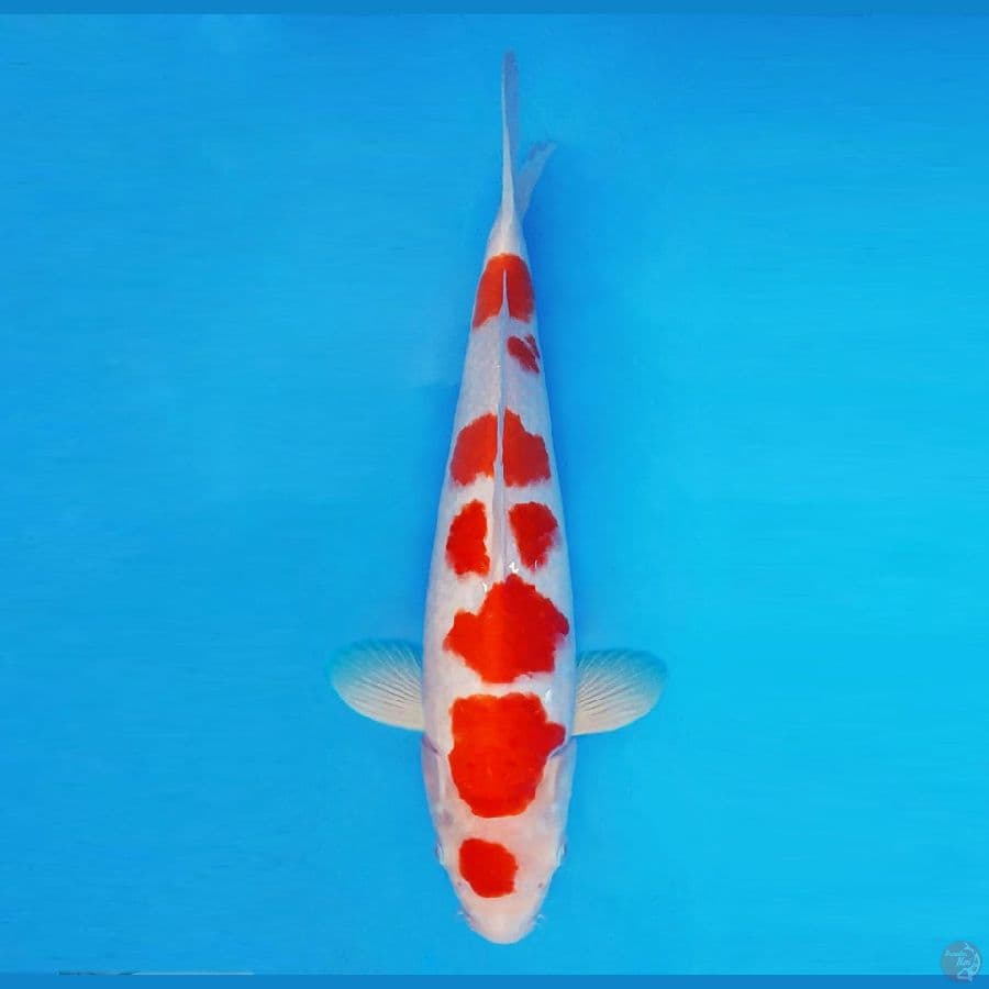 MUSASHI 8 ~ Kohaku 37 cm/male ™