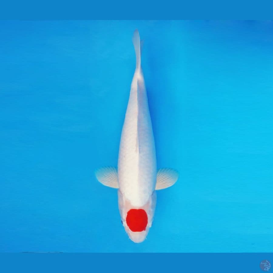 MUSASHI 14 ~ Tancho 38 cm/fm ™