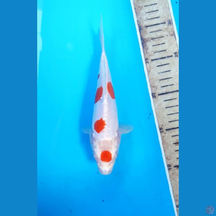 Kikushui 20cm