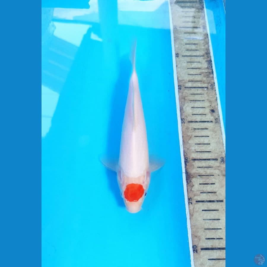 Tancho 20cm