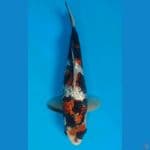 Koromo Showa Ginrin Male 30cm