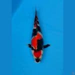 Maruten Showa Tsubo Sumi Male 30cm