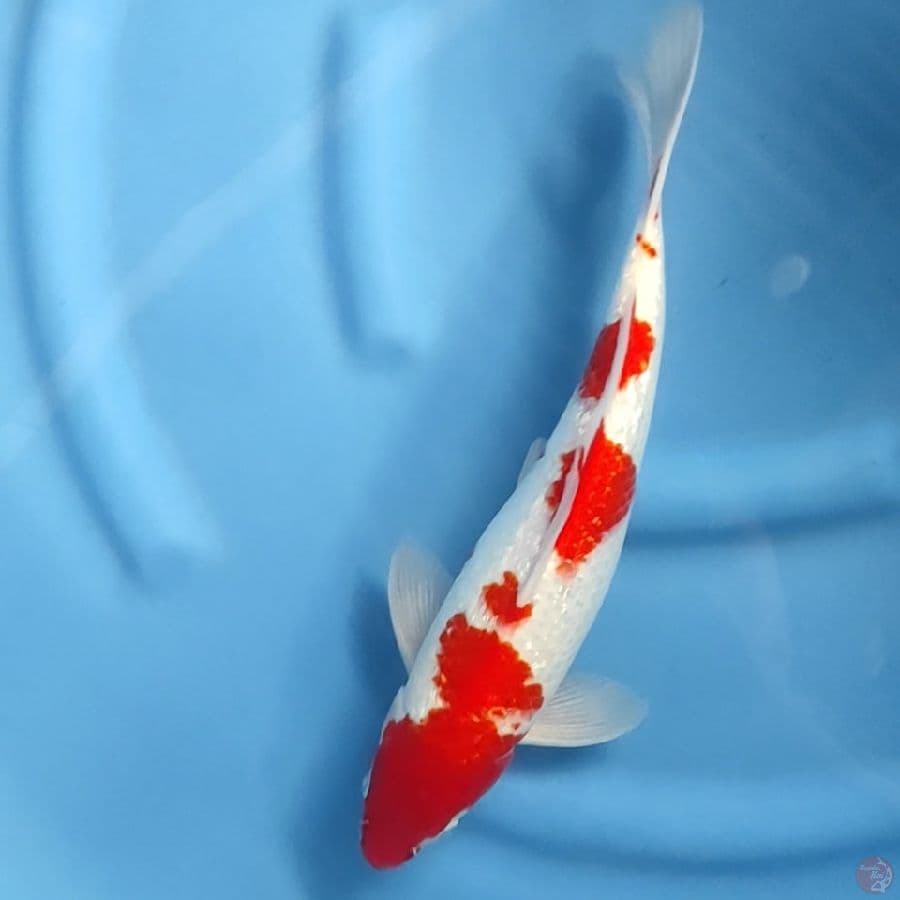 ( 35CM ) KOHAKU GINRIN - MALE 