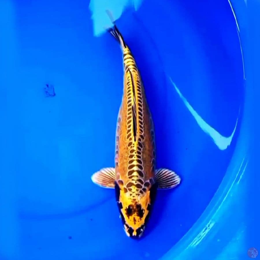 36cm MIZUHO OGON KUNING