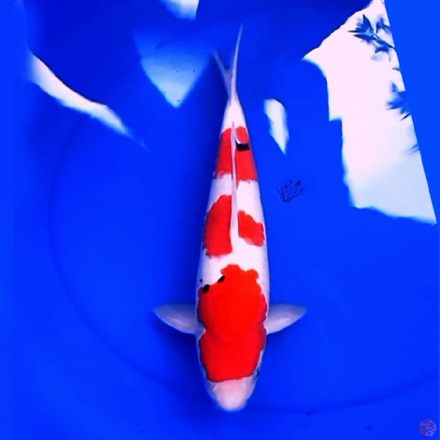 36cm F1 SANKE 3STEP