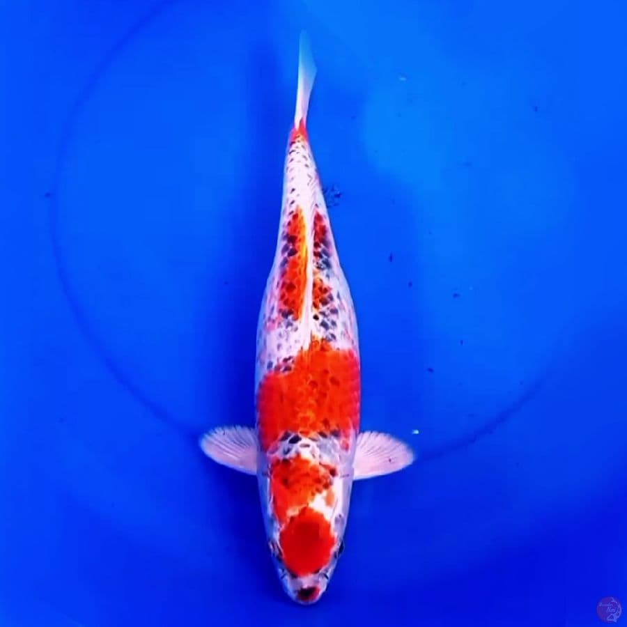 39cm RED KUJAKU STRONG