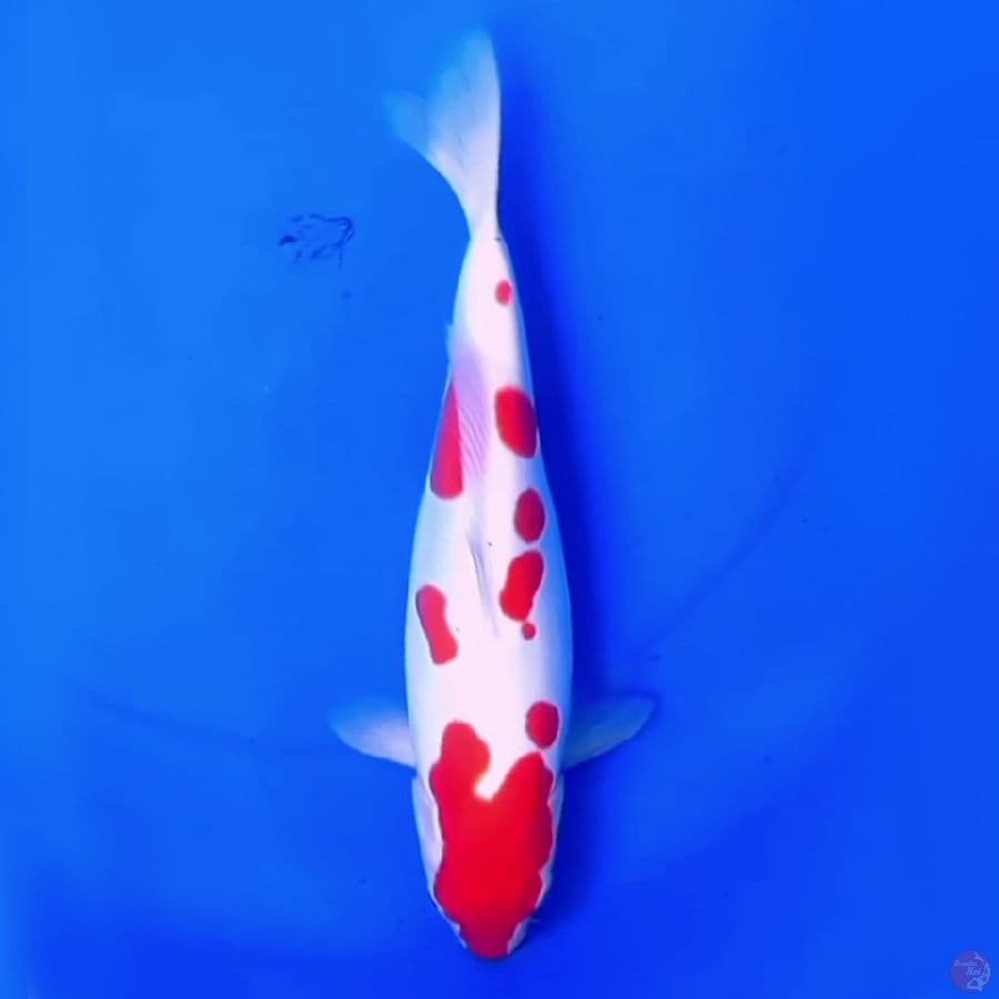34cm DOITSU KOHAKU SAKURA 
