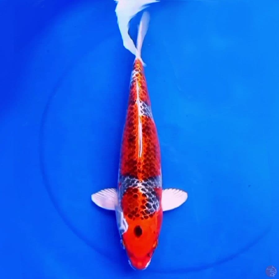 39cm F1 KUJAKU METALIK