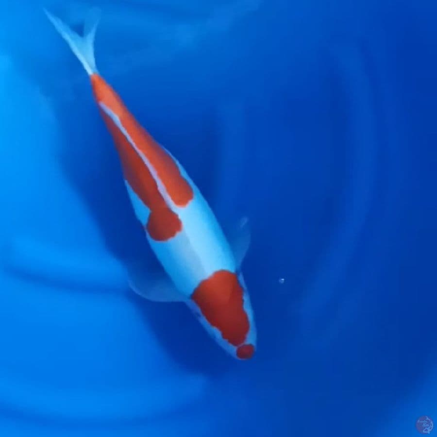 ( 42CM ) KOHAKU DOITSU MURNI - FEMALE 