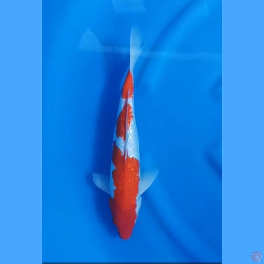 ( 37CM ) KOHAKU GINRIN - MALE