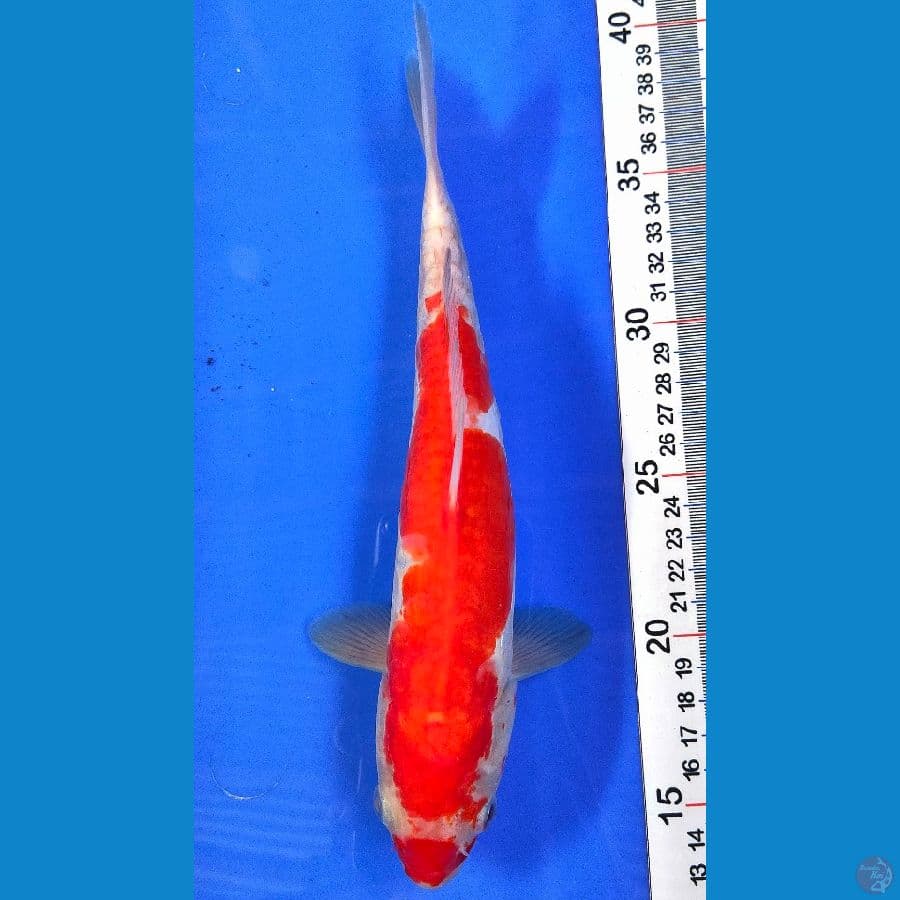 KOHAKU (26CM)