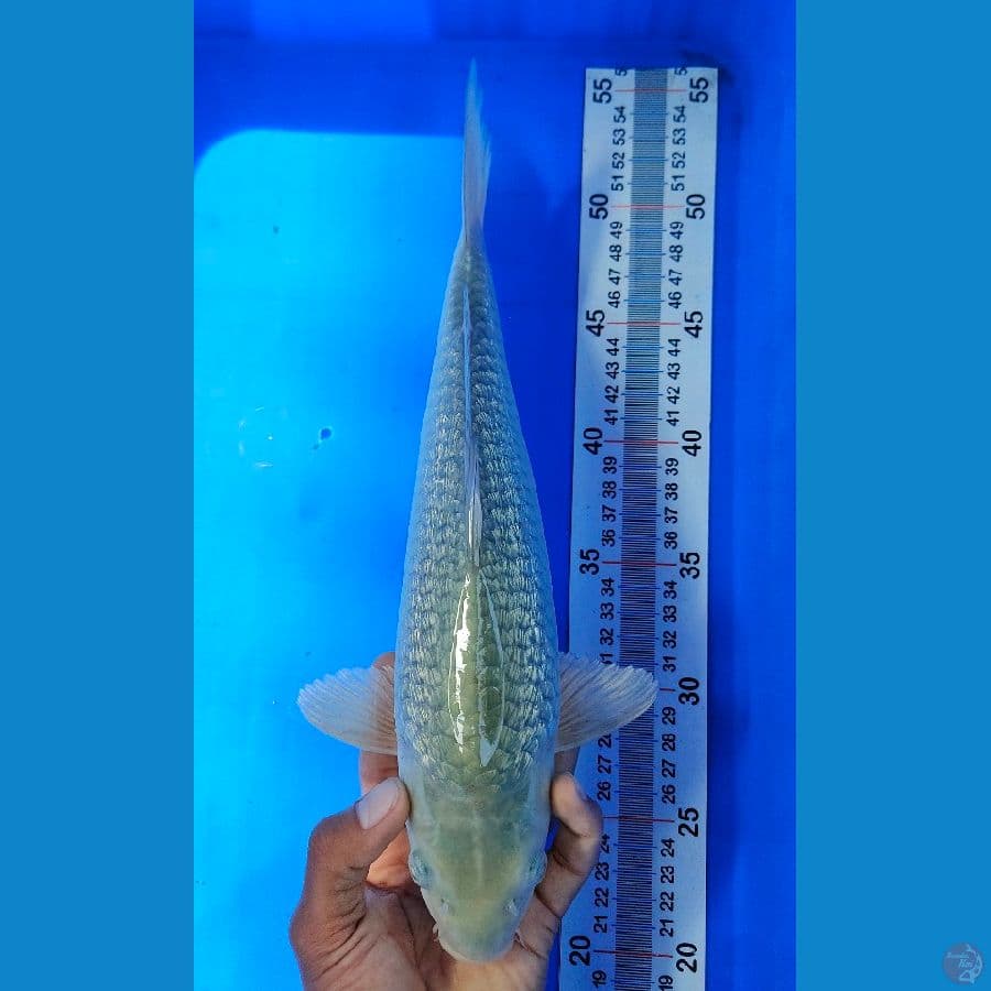 SORAGOI FML(33CM)