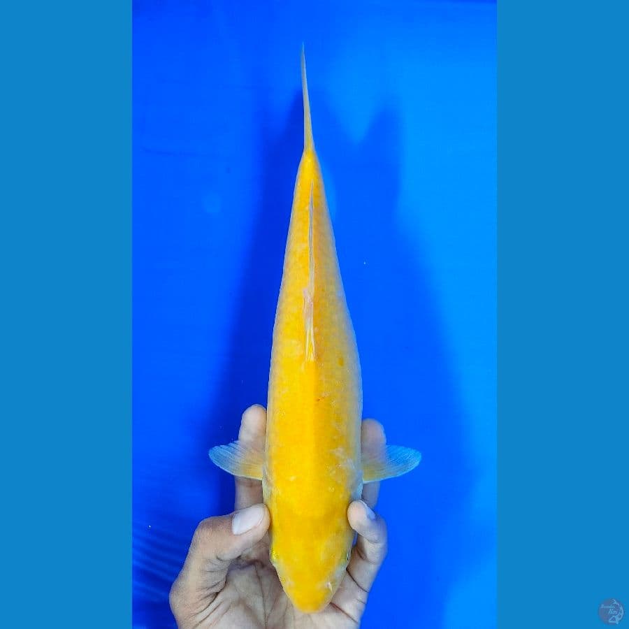 KARASHI MATA MERAH (32CM)