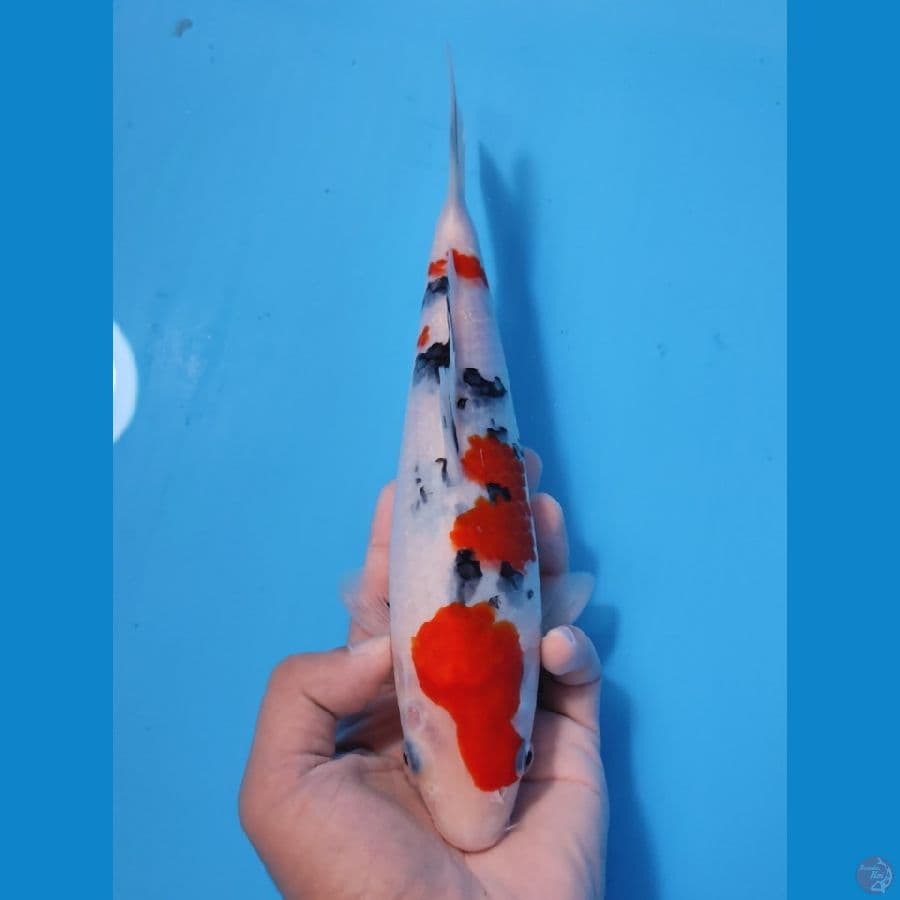 SANKE 24CM - FEEMALE