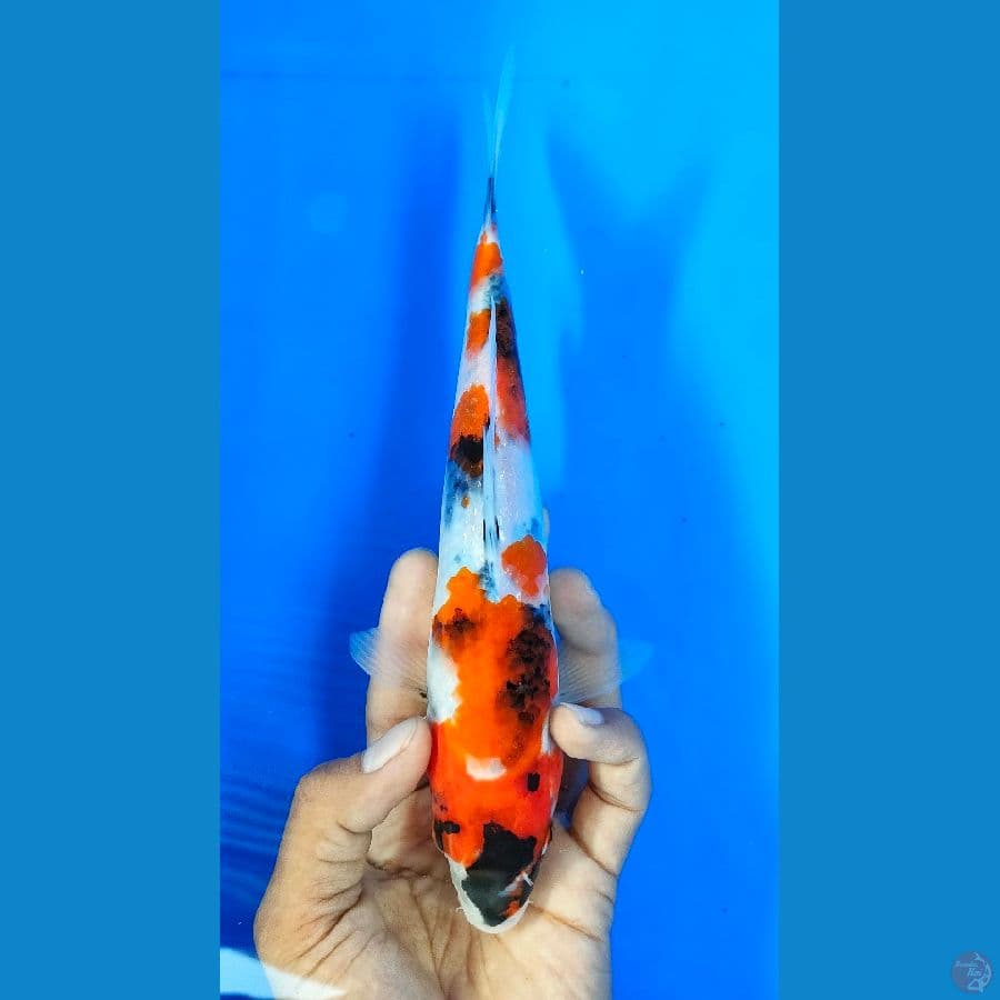 SHOWA (22CM)