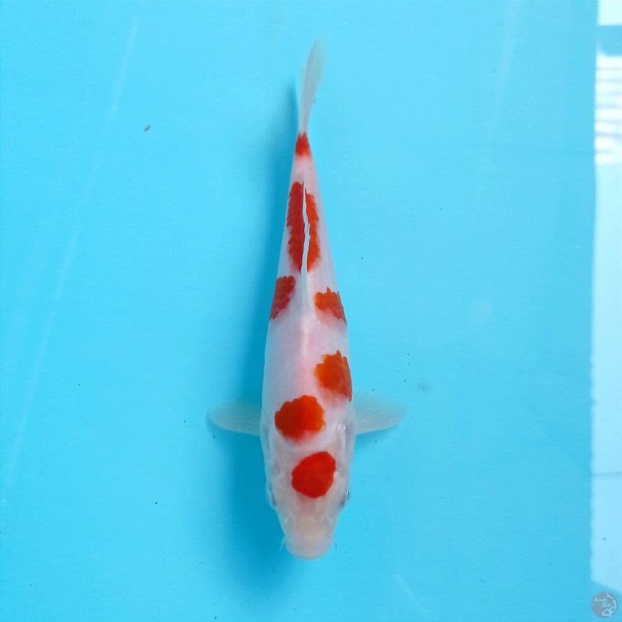 kohaku, 20 cm