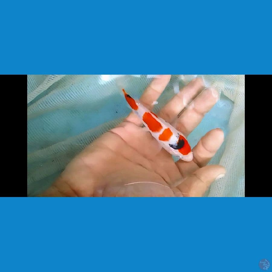 bahan keep alus 12cm 