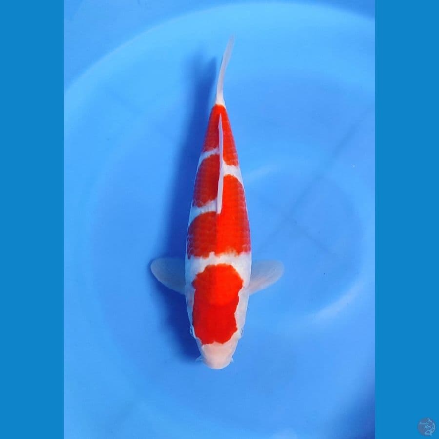 AMUNISI - KOHAKU MALE 35cm