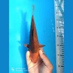karamel28cm