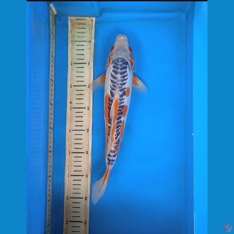 shusui 37 cm